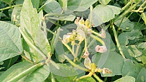 Vigna mungo urad bean black gram flowers photo